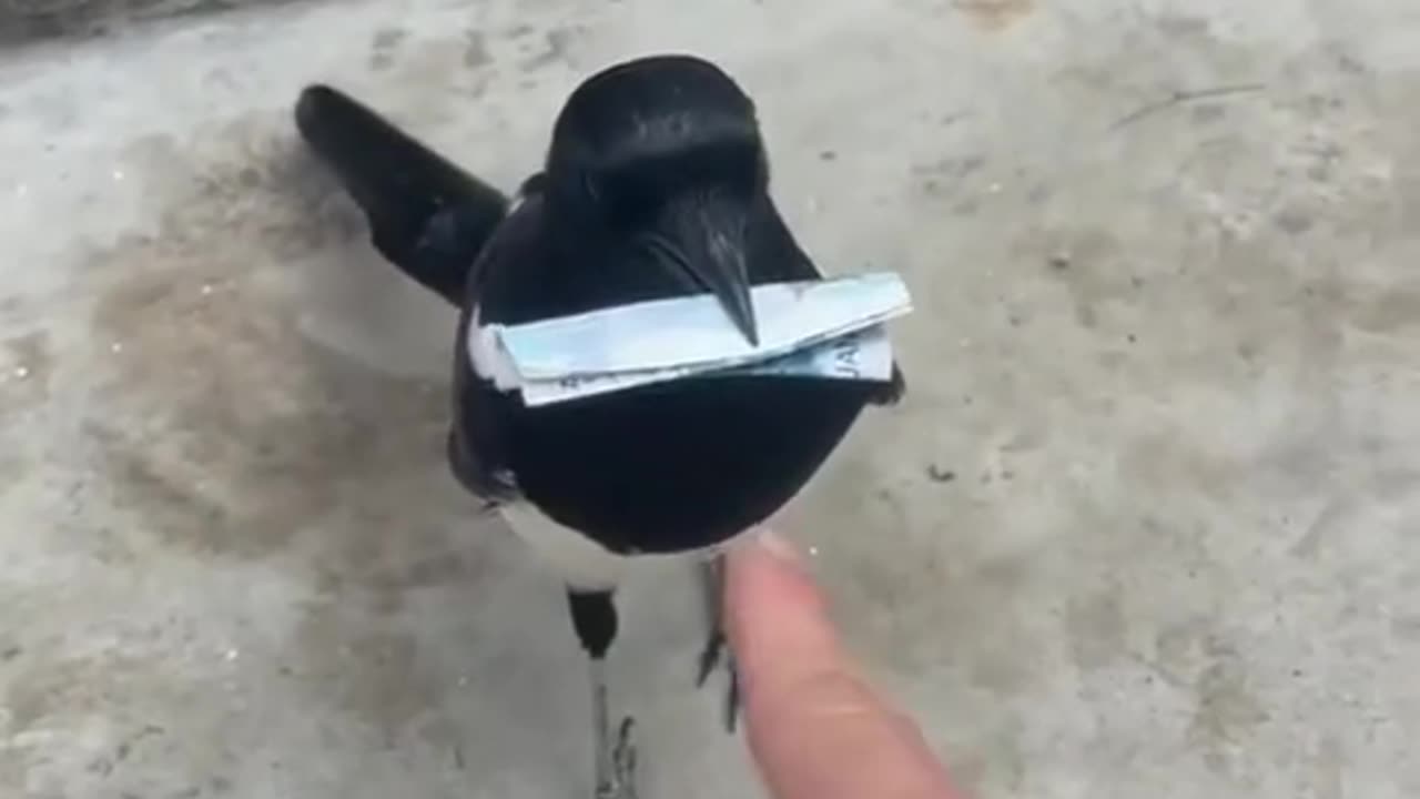 crow thief