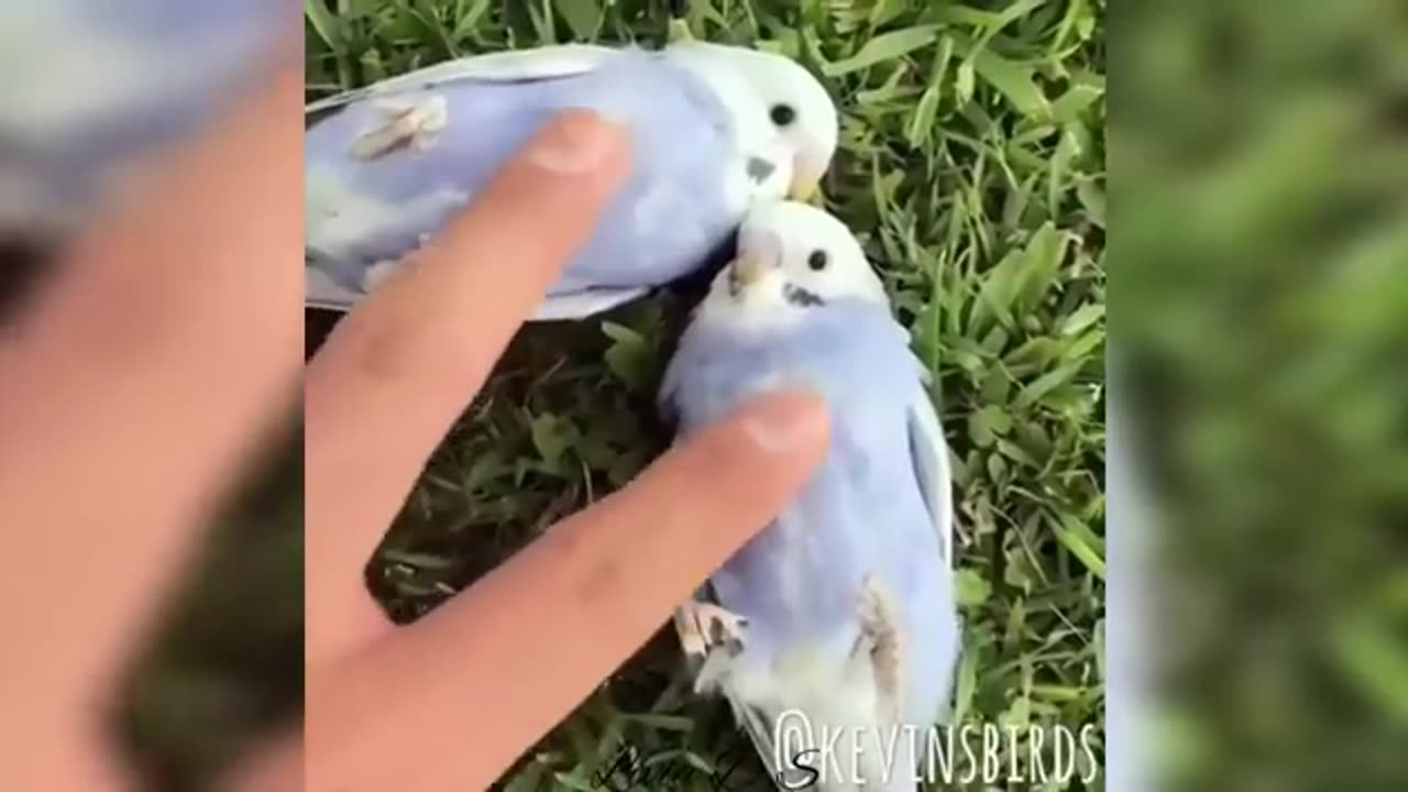 LOOK HOW SMART AND FUNNY THESE BIRDS ARE!!