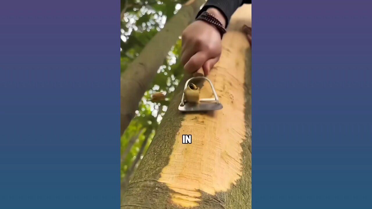 Why cinnamon trees are cut down instead of just peeled