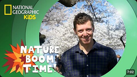 Cherry Blossom Festival _ Nature Boom Time _ @natgeokids