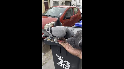 Two Pigeons, One on Top of the Other, Eating Peacefully… Until a Seagull Crashes the Party!