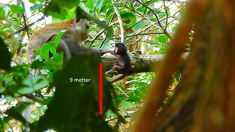 OH Lord! BABY MONKEY AMELIA NEARLY FALLS DOWN FROM HIGH TREE