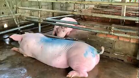 pigfarming