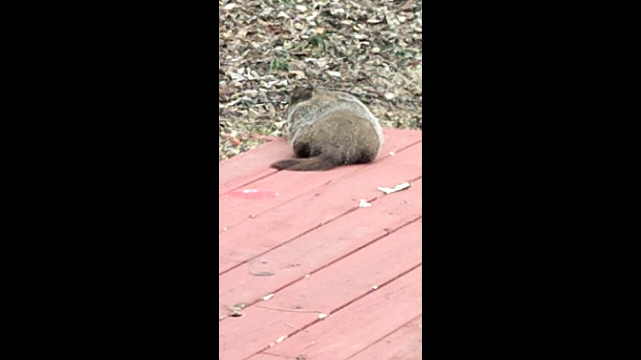 Unidentified Animal, Dbn, MI, 2/28/25