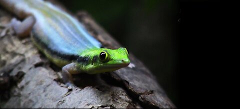 ¿Conoces al Gecko Más Colorido del Mundo? Gecko Neón🦎✨