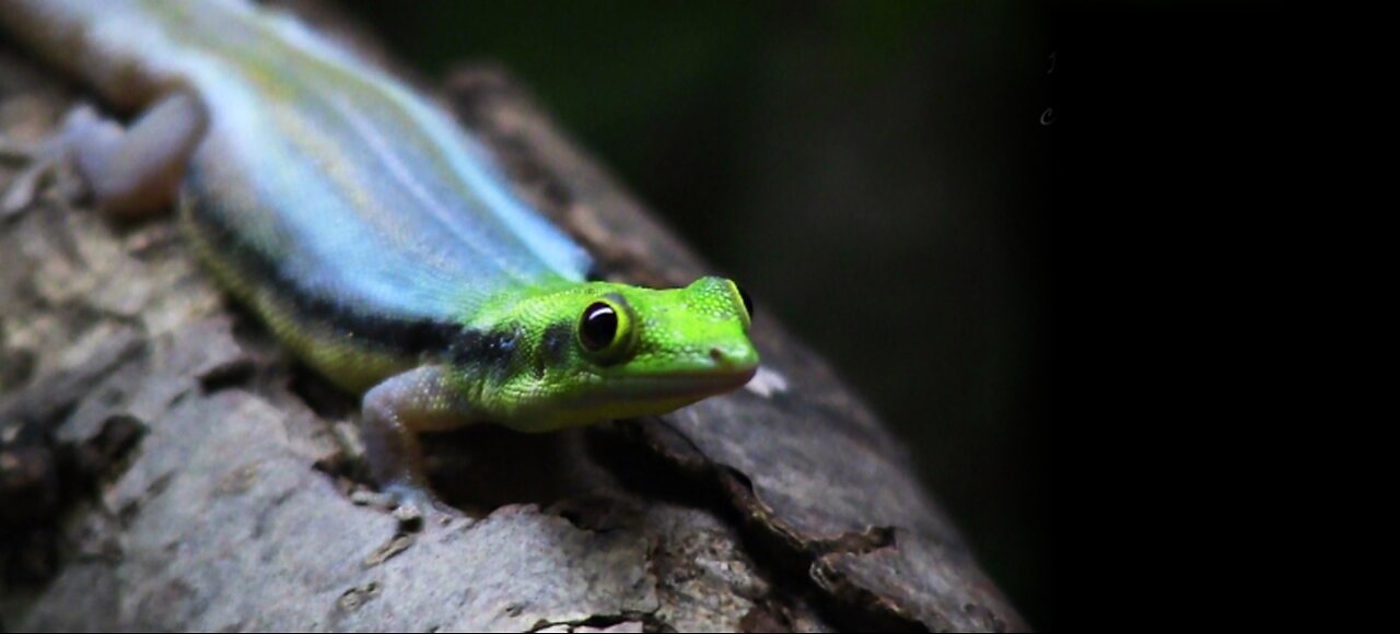 ¿Conoces al Gecko Más Colorido del Mundo? Gecko Neón🦎✨