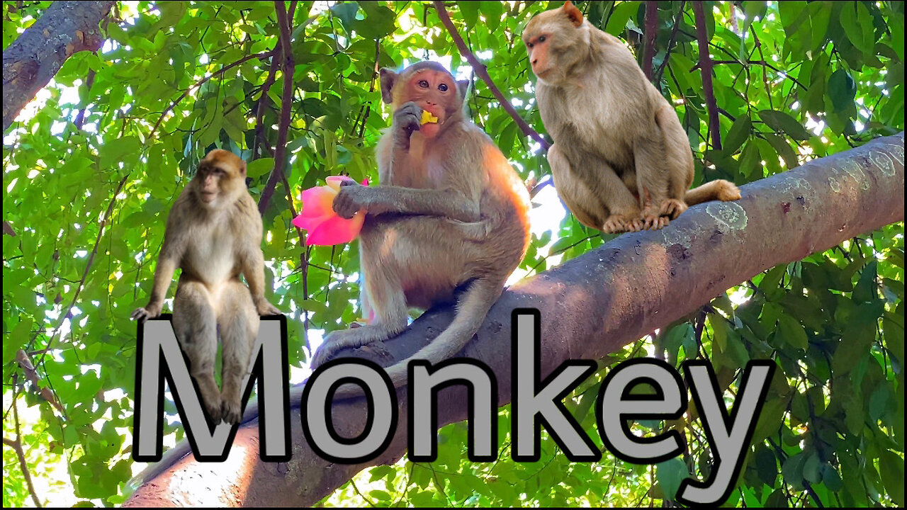 Monkey