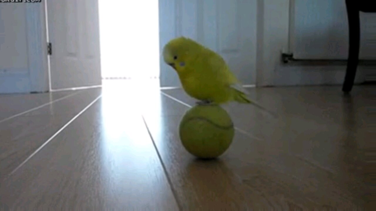 "Hilarious Bird Dancing on a Bowl – Must Watch!"