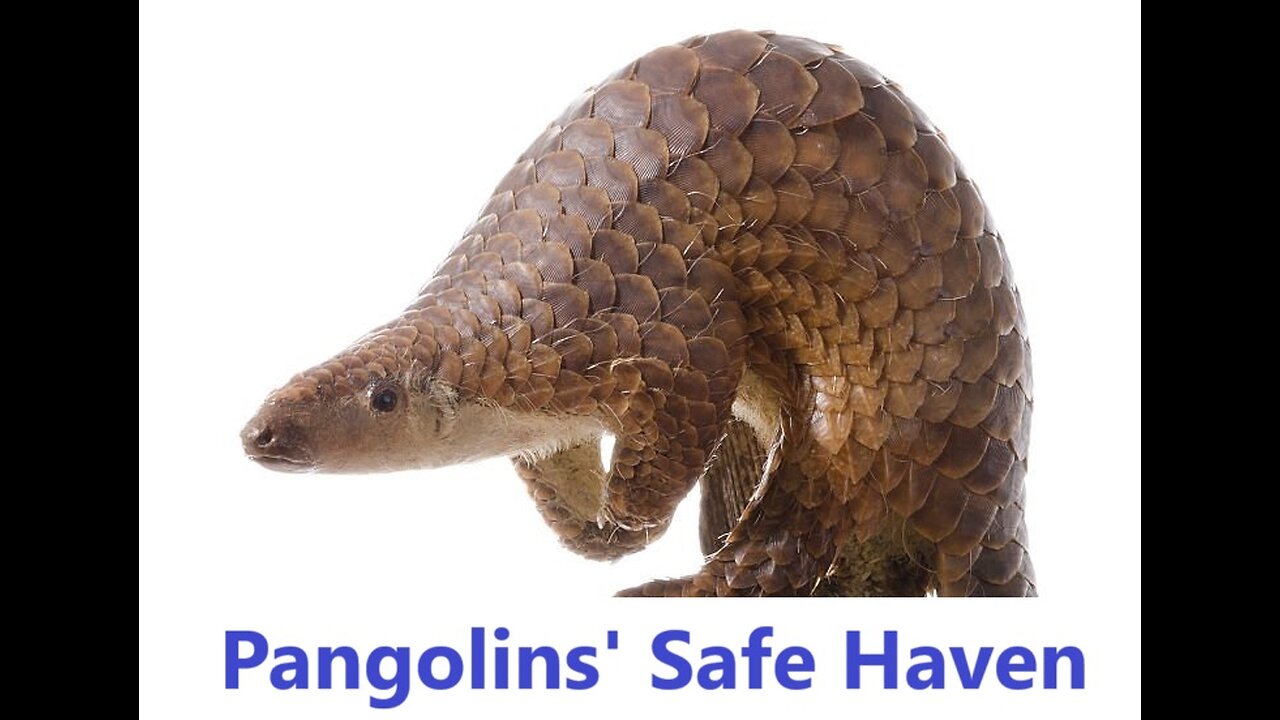 Pangolins' Safe Haven