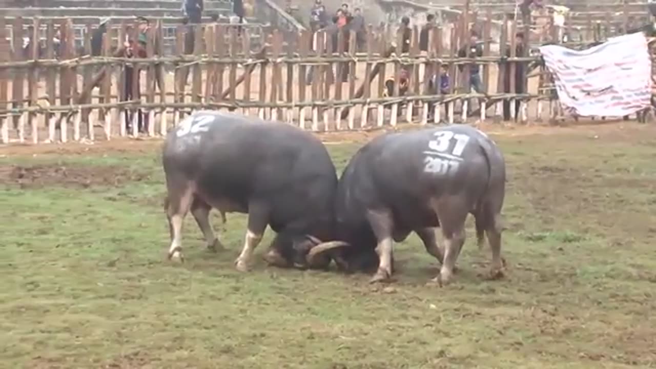 Buffalo Fighting in Vietnam