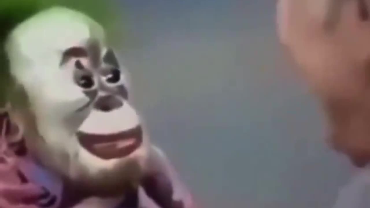 Funny Monkey