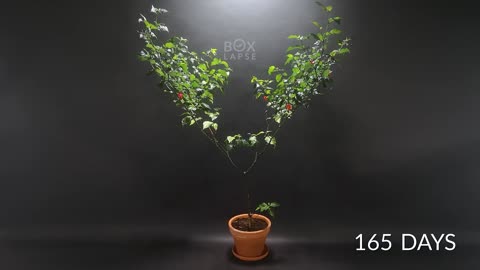 I Filmed Plants For 15 years | Time-lapse Compilation