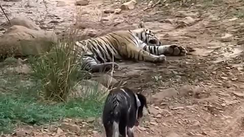 tiger killed dog at zone 2 ranthambore national park" #big cat #tiger #dog