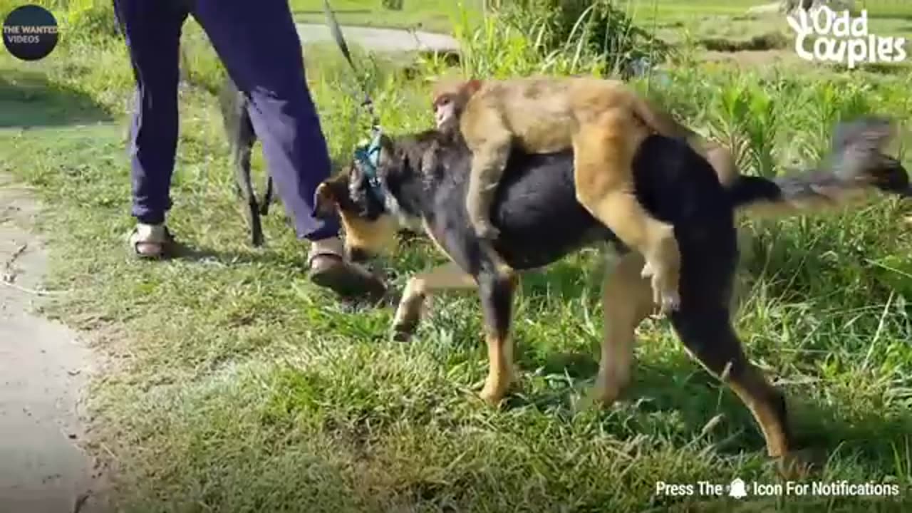 Billi ko chata Diya limbu