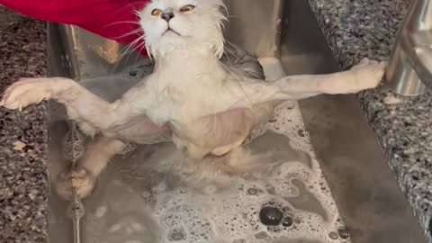 Maine Coon Cat Does Not Like Bath Time