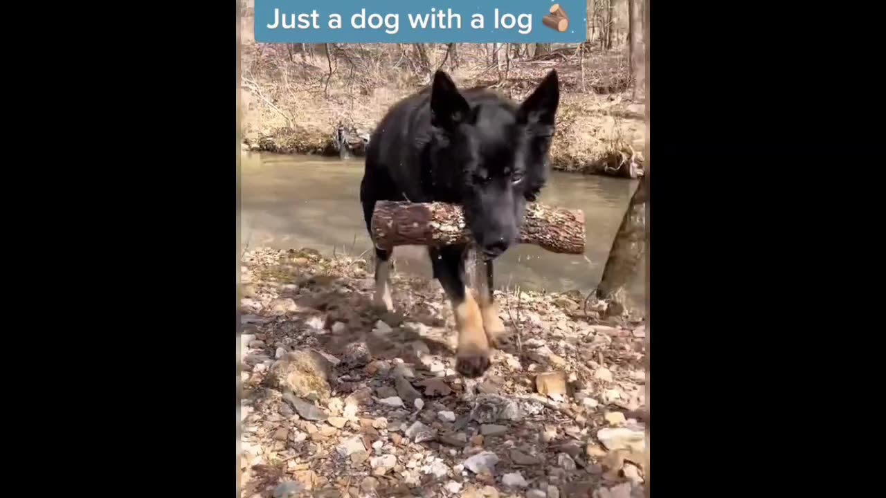 "Funny Animal Compilation: Laugh Till You Drop! 🐶😂"