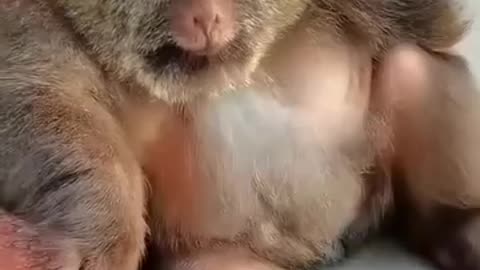 Cute monkey