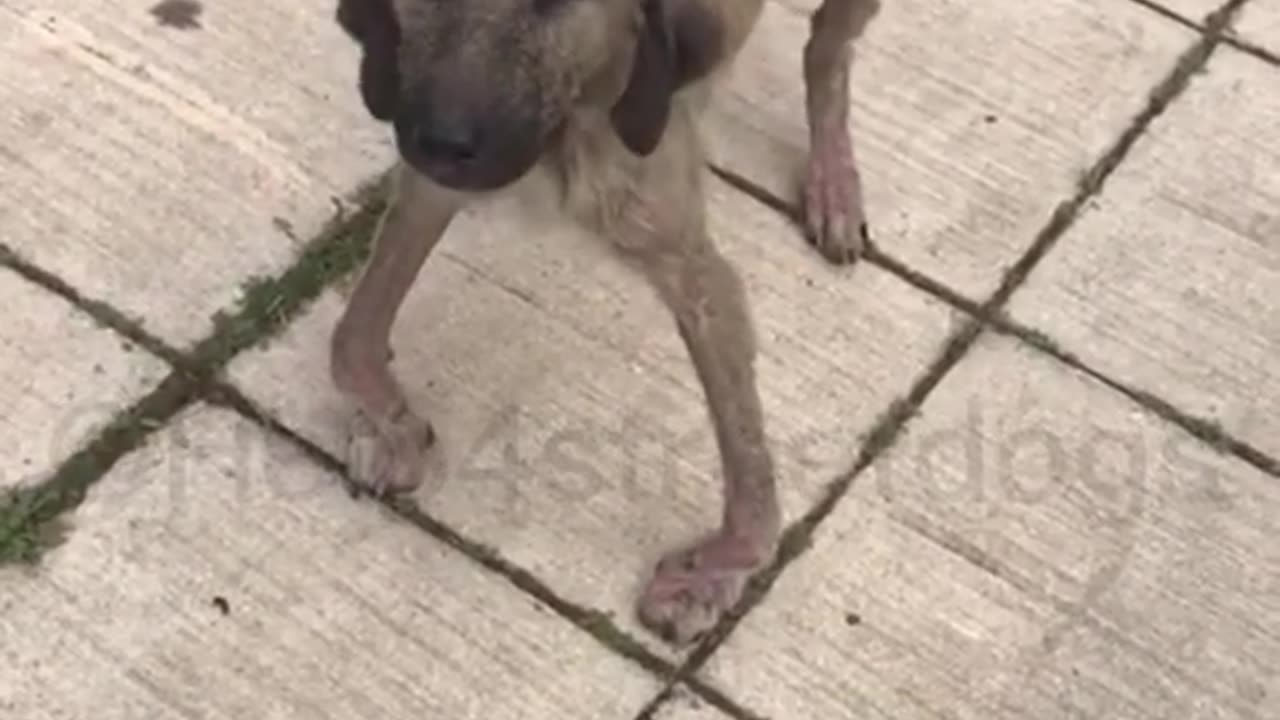 When we first found Balu, he was very weak and very sick