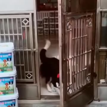 FUNNY ANIMAL VIDEOS 2024