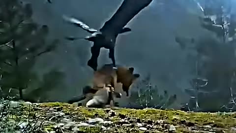 Golden eagle vs bald eagle _trending _animals _wildlife _baldeagle _vs _goldeneagle _shorts _birds