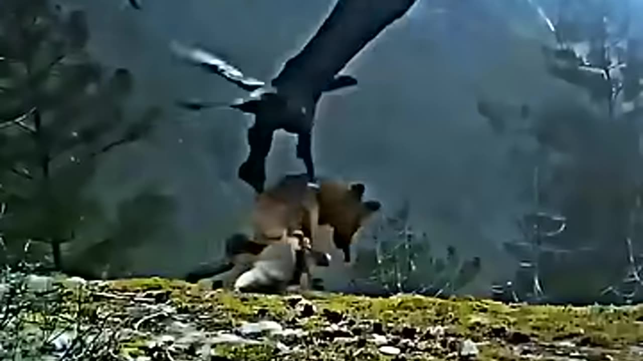 Golden eagle vs bald eagle _trending _animals _wildlife _baldeagle _vs _goldeneagle _shorts _birds
