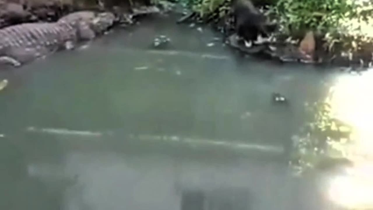 CAT ESCAPES FROM CROCODILE JAWS WITH AMAZING AGILITY