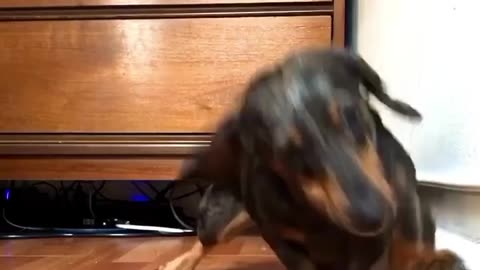 Adorable Dachshund Attacks A Naughty Doorstop! Take THAT!!!