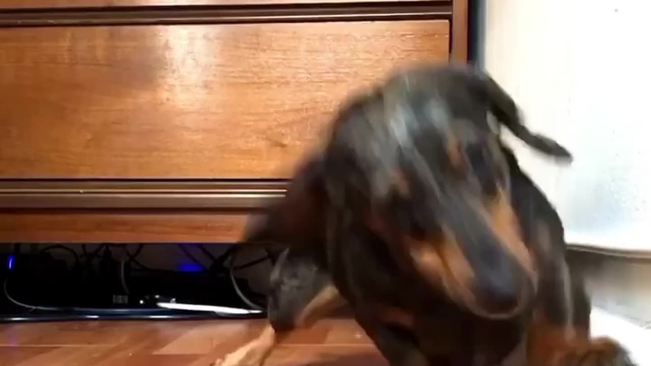 Adorable Dachshund Attacks A Naughty Doorstop! Take THAT!!!