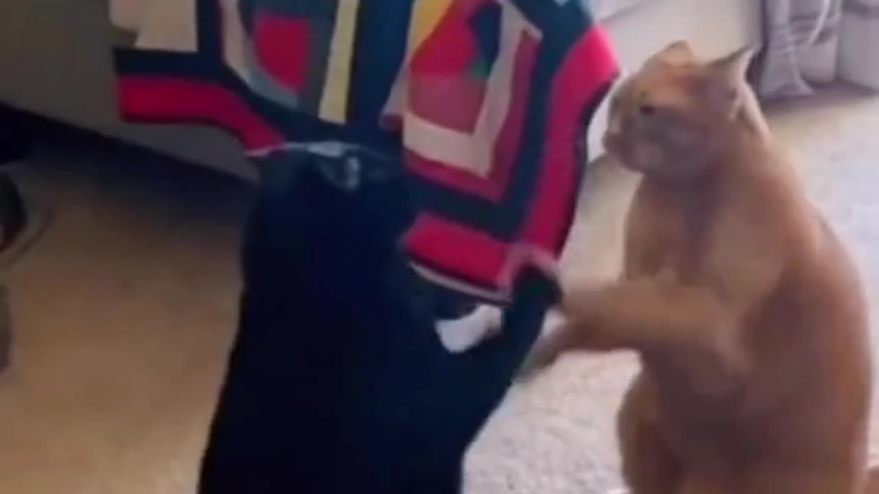 "The Most Adorable and Funny Pet Moments!