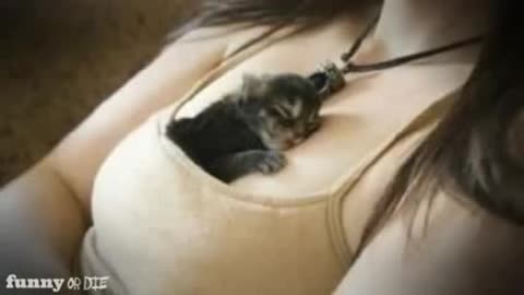 BOOBIES & KITTENS