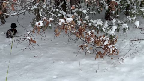 Snowpocalypse walk with the puppy.