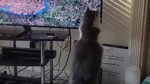 Cat fighting birds on tv #cat #bird #animals #animalmovie #catlovers