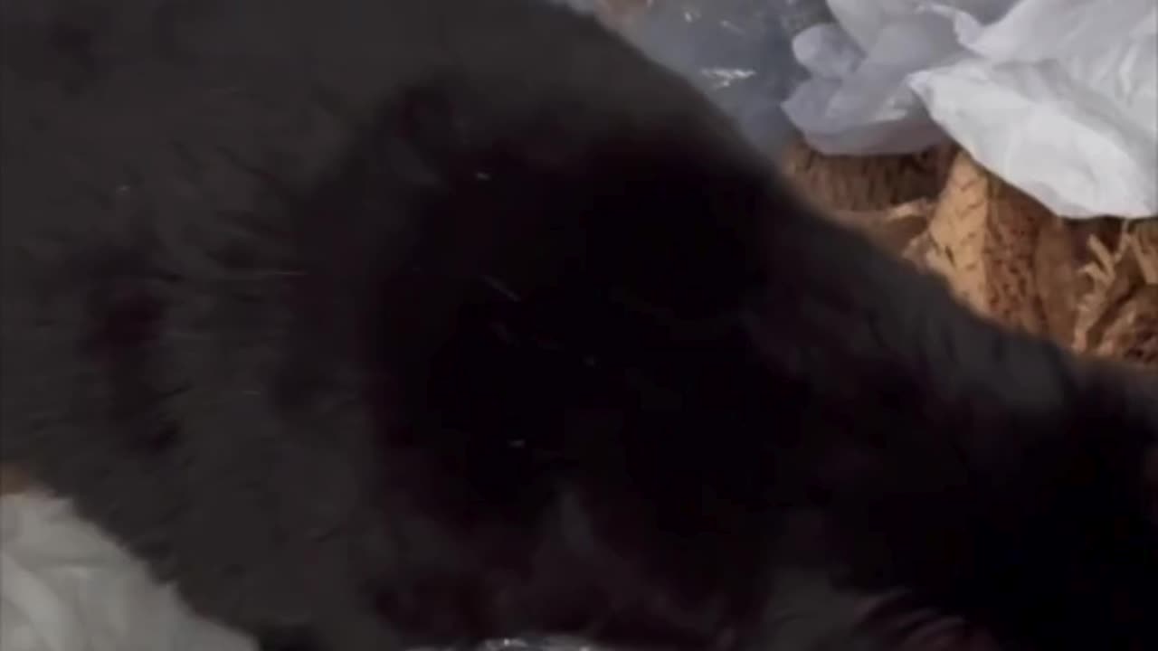 Cute Precious Piper Does Not Appreciate the Office Mess - Adopting a Cat from a Shelter Vlog #shorts