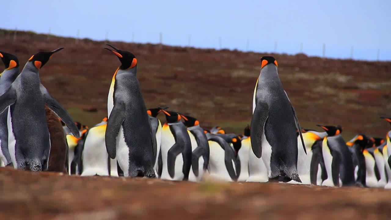 Cute penguins