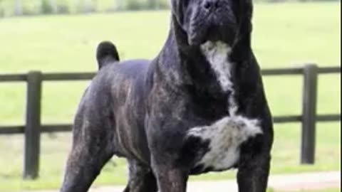 5 information about Cane Corso dogs!