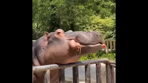 Hippo food eating fanny video