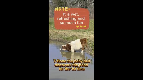 T-Bone, the mini bull, discovers the pond for the first time and gets very excited!