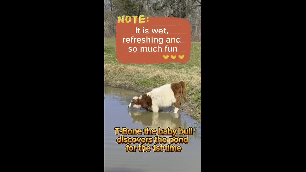 T-Bone, the mini bull, discovers the pond for the first time and gets very excited!