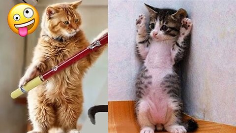 You Laugh but if you Lose you will Adopt a Cat