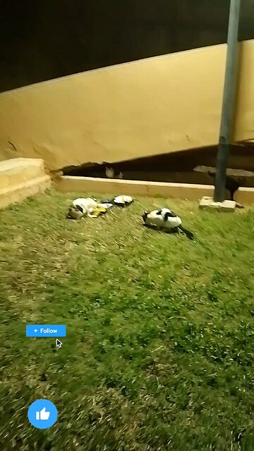 Three Cat Lover Saudia arbia video in garden