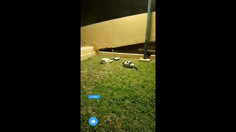 Three Cat Lover Saudia arbia video in garden