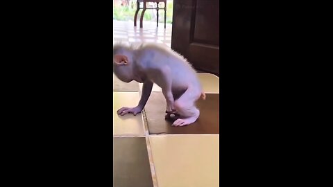 Monkey baby powerful lol #animalvideos #funny #viralvideo #enjoythenatureoftheworld Funny