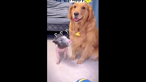 The dog and the pig best friends