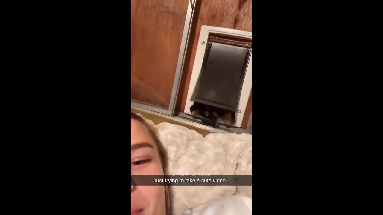 fun cat cite