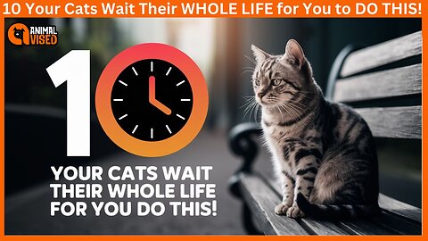 10 Your Cats Wait Their WHOLE LIFE for You to DO THIS! 🐾 | Pets Guidelines