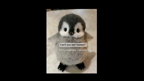 Funny Animal - Hungry Baby Penguin #funnyanimal #funnyshorts #funnyvideo #animalhumor