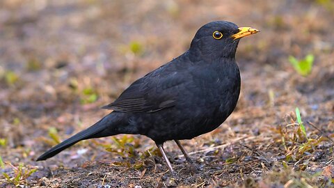 Young Male Blackbird Foraging