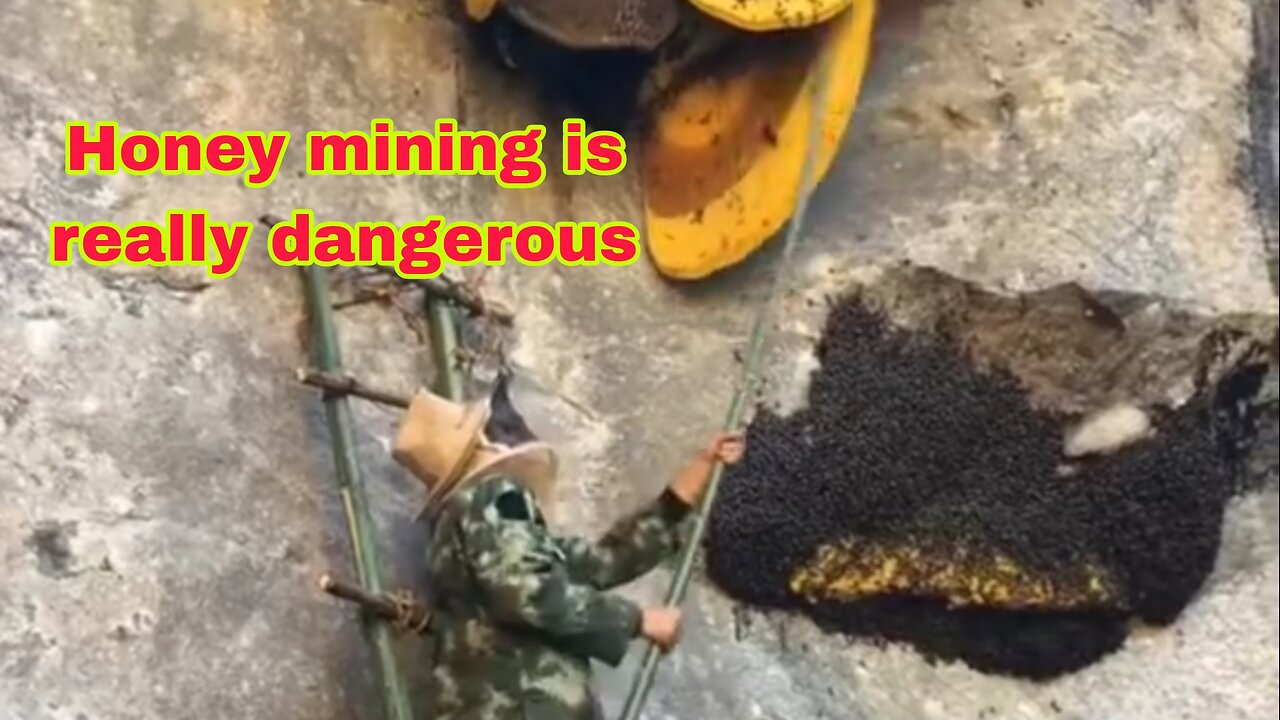 Honey mining is really dangerous