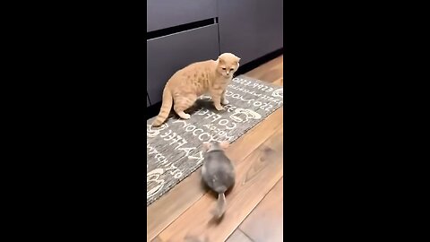 Rat Make Fun With Cat 🐭🐱🐭🐱🐭