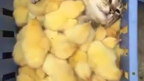 I think this cat can candle these chicks just fine